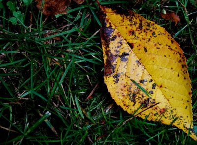 Leaves Begin To Fall