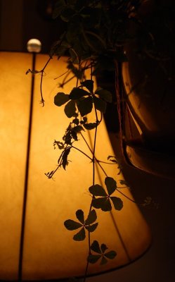 Hanging Ivy And Lampshade