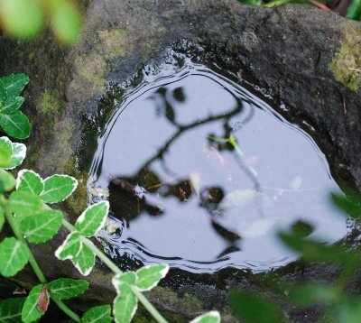 Rainwater Pool Reflection