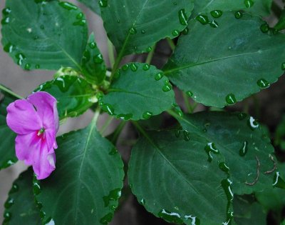 Impatien Flower And Water Droplets