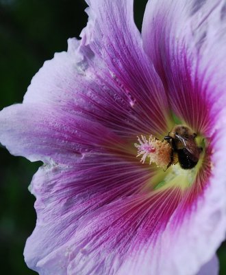 Bee On Gymnastics Bar