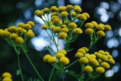 Tansy Silhouette