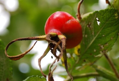 Rose Hip