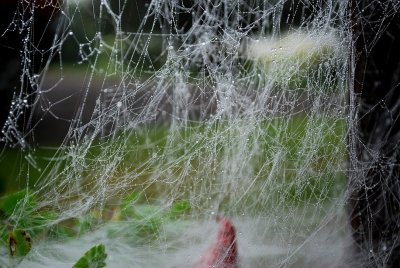Spiderweb In Morning Dew