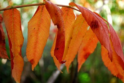 Soft Orange Sumac Leaves