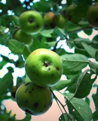 Ripening September Apples