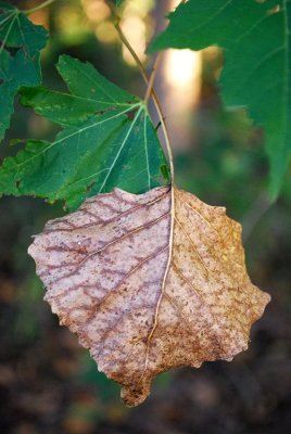 Cottonwood Leaf Amongst Maples