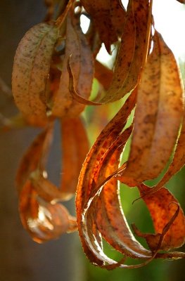 Hanging Willow Leaves