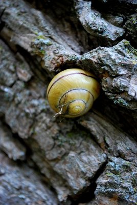 Snail Climbing A Willow Tree