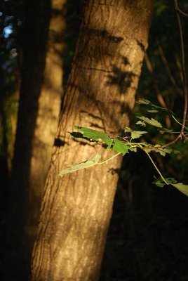 Sunset Shadows