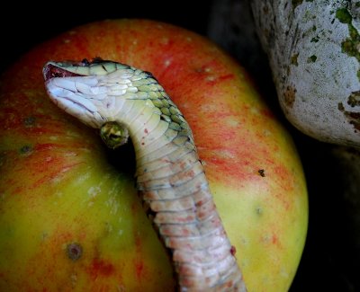 Snake Scales and Apple Skin