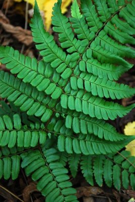 Fern