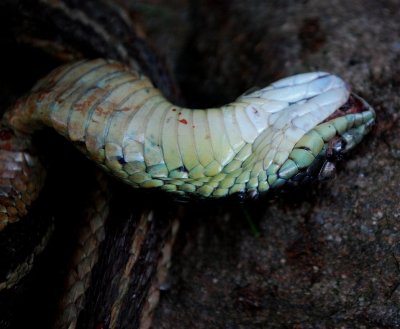 Garter Snake Underside