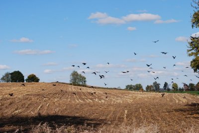 Cornfield Minus Corn, Plus Crows