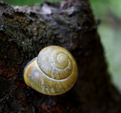 Snail, You're Cool
