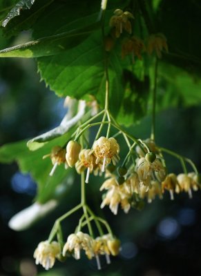 Basswood Blossoms
