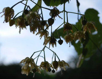 Flowers In The Night