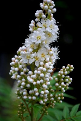 False Spirea Bloom