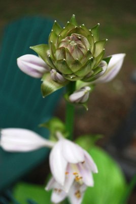 Hosta Blossom