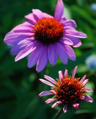 Coneflowers In Morning Sun