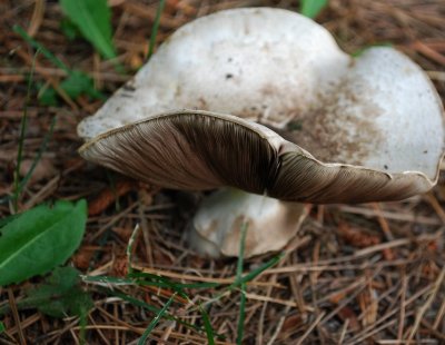 Jaunty Mushroom