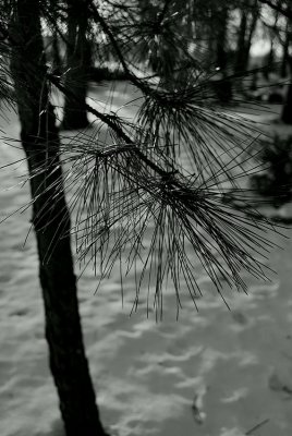 Pine Branch Across Winter Path
