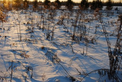 Winter Field