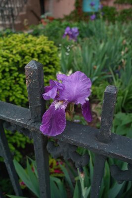 IRIS_0367.jpg
