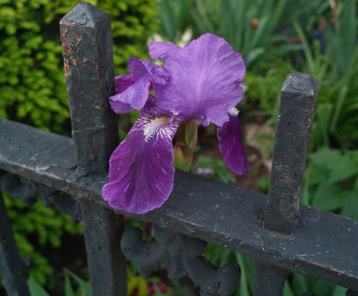 IRIS detail_0367.jpg