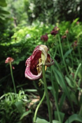 Dead tulip w AML-1 close-up lens_0479.jpg