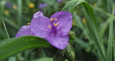 Flower in rain_DETAIL_SDIM0705.jpg