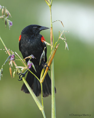 Carouge  paulettes / Red-winged Blackbird  8519
