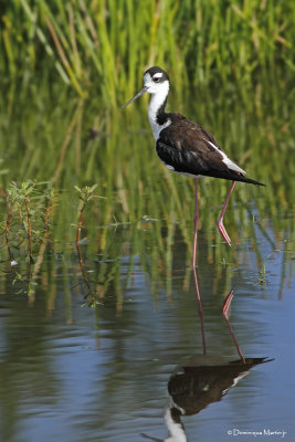 chasse d'Amrique / Black-Necked Stilt  9653