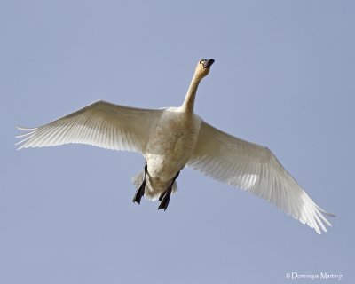 Tundra Swan 3