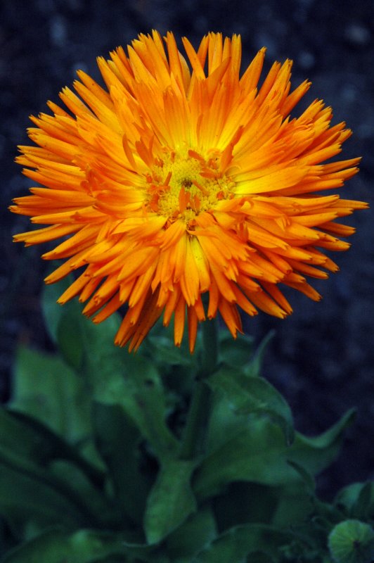 New York Botanical Garden