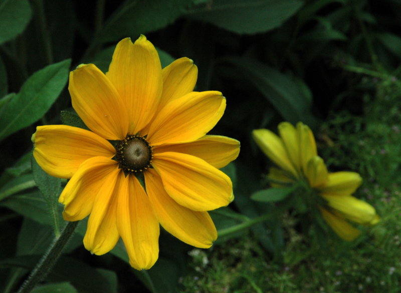 New York Botanical Garden
