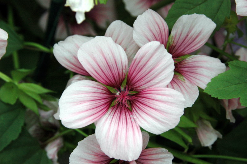 New York Botanical Garden