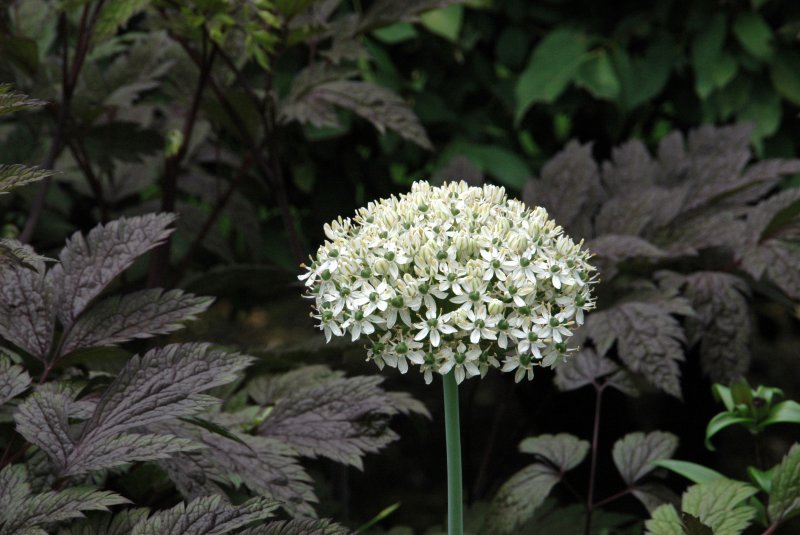 New York Botanical Garden