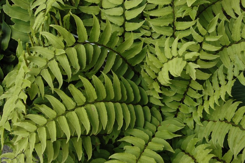 New York Botanical Garden