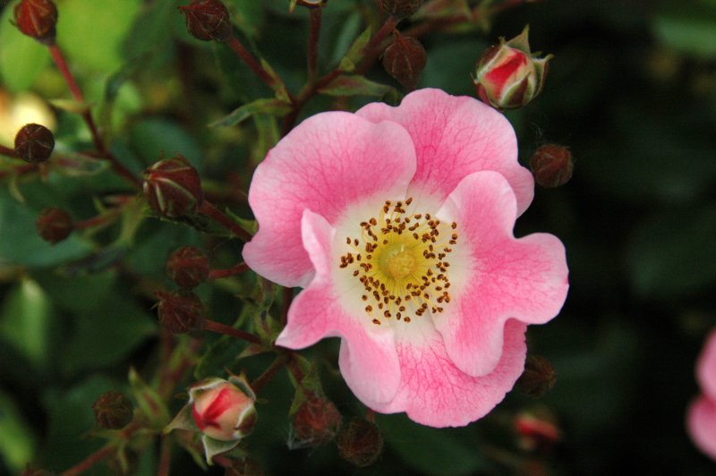 New York Botanical Garden