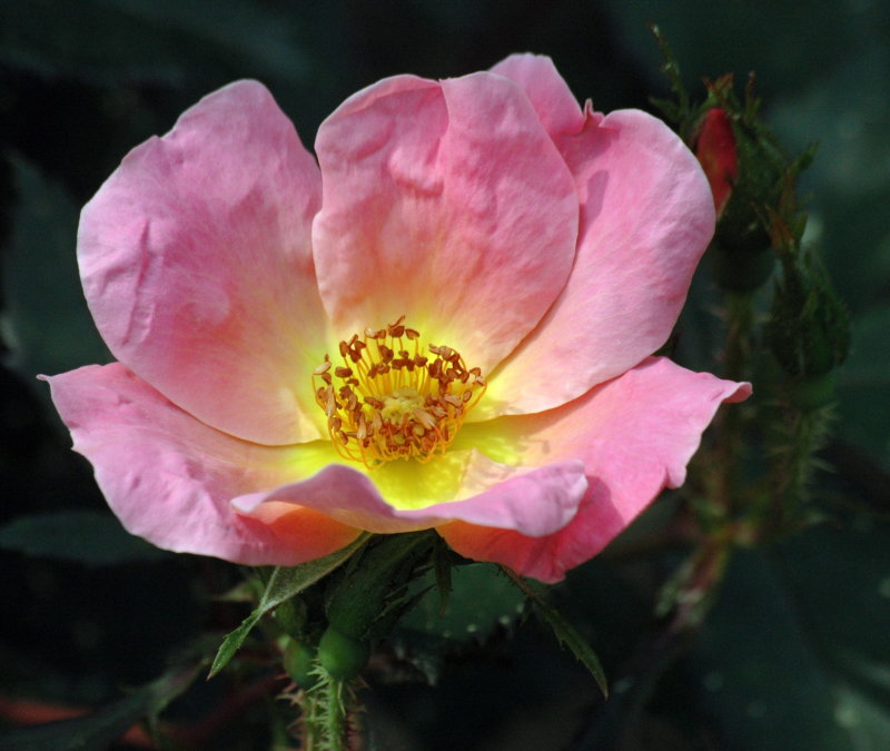 Clark Botanic Garden