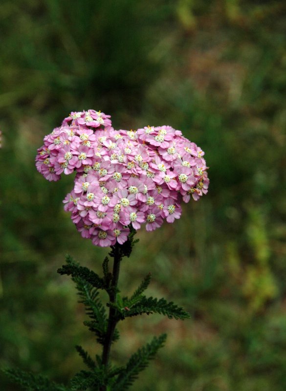 Bailey Arboretum