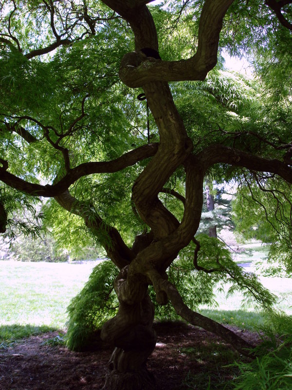 NY Botanical Garden