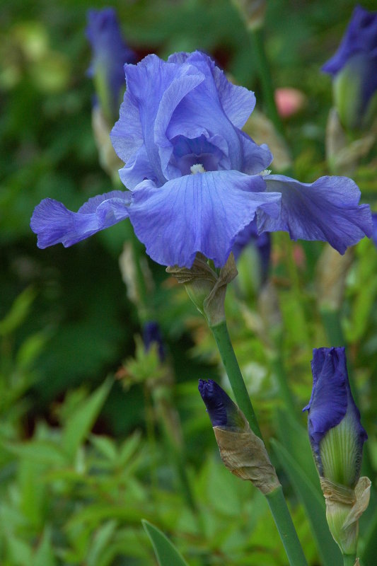 Old Westbury Gardens