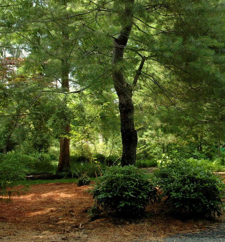 Longhouse Reserve