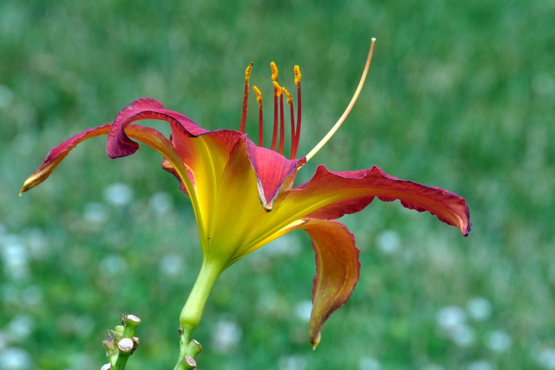 Planting Fields Arboretum