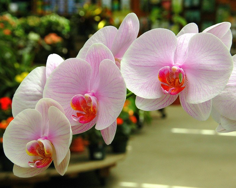 Martin Viette Nursery