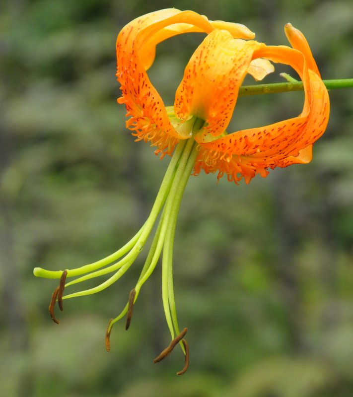 NY Botanical Garden