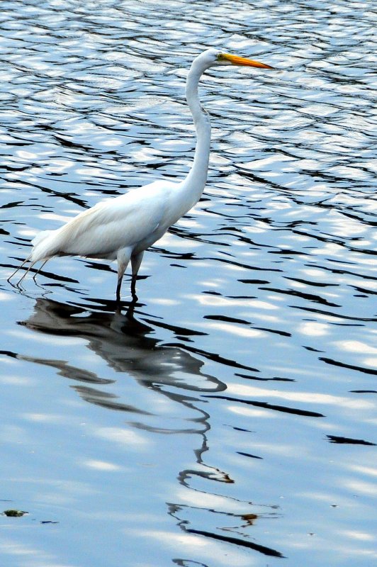 Centerport Harbor