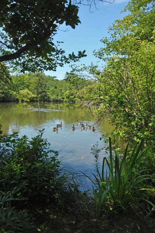 Bayard Cutting Arboretum
